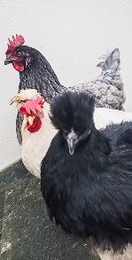 poules